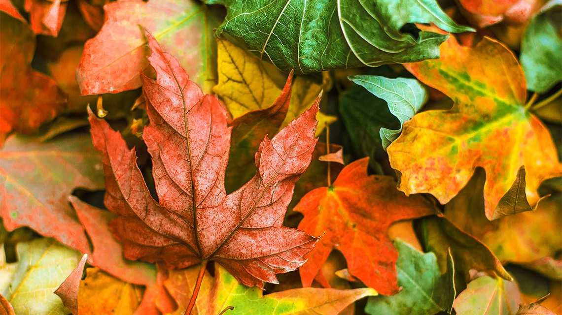 Spätsommer und Herbst – Erntezeit für Farben