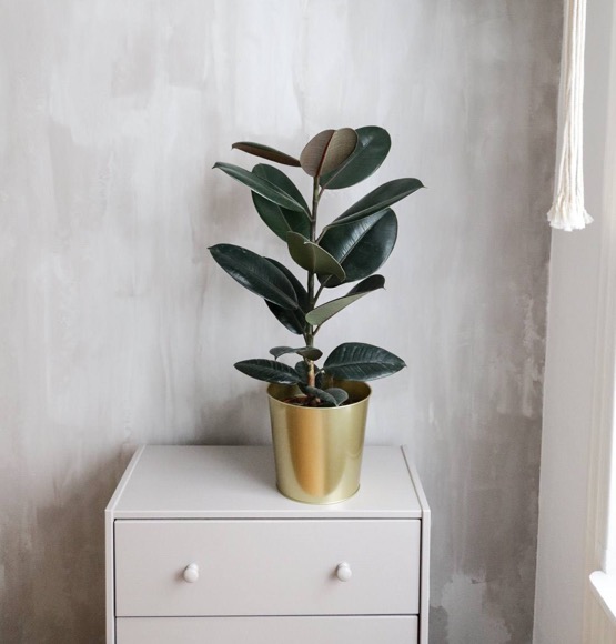 Pflanze auf einer Kommode