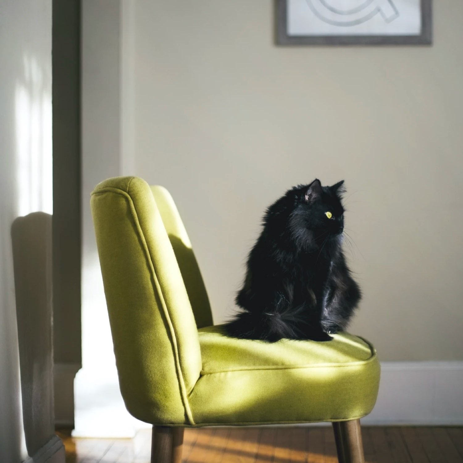 Katze auf grünem Stuhl