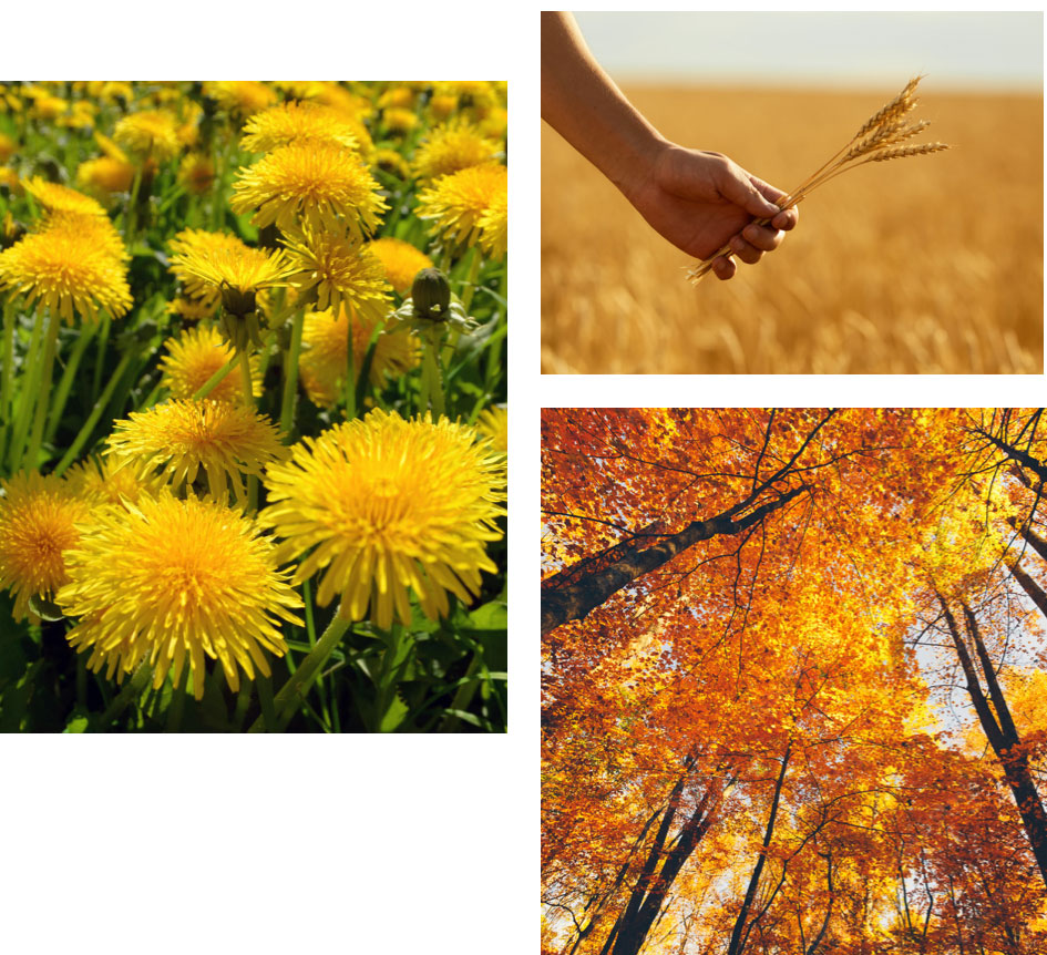 Die Farbe Gelb in der Natur