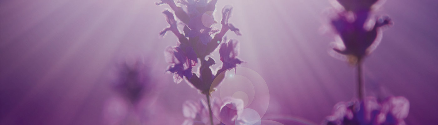 Lavendel violett